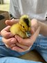 t5 wk4 duckling.jpg