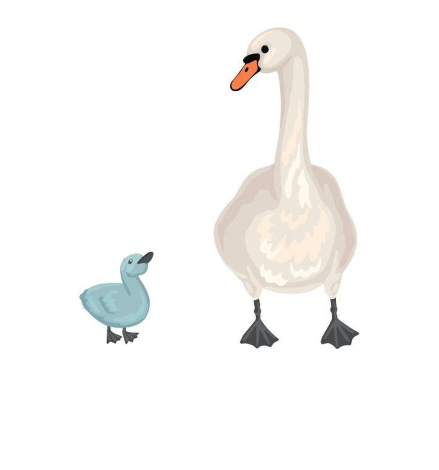 Cygnet & Swans