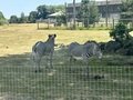 IMG_4525.JPEG
