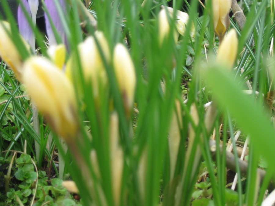 Springing forth.....Flynn and Jenna (P7 ECO Warriors) snapped these crocuses, growing in our recycled tyre mini gardens!