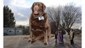 chester the big brown dog.jpg