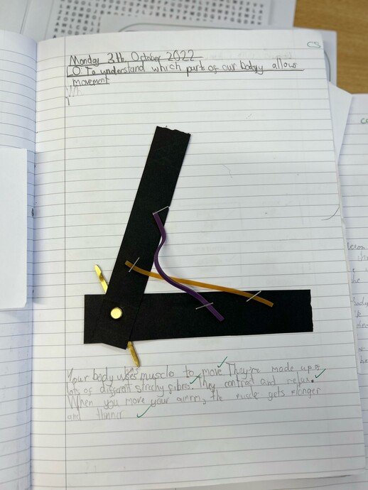 Our children enjoy working scientifically and as seen here,
practical investigations are used to support their learning. Year 3 enjoyed
making models of the human arm to better understand the movement and purpose of
muscles. 