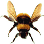 Real bee.png