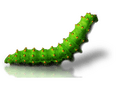 real caterpillar.png