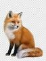 Real Fox.jpg