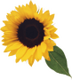 Real sunflower.png