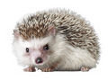 real hedgehog.png