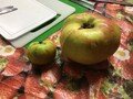 apples.jpg