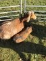 IMG_0979.jpeg