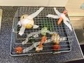 IMG_1110.jpeg