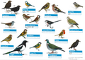 RSPB1.PNG