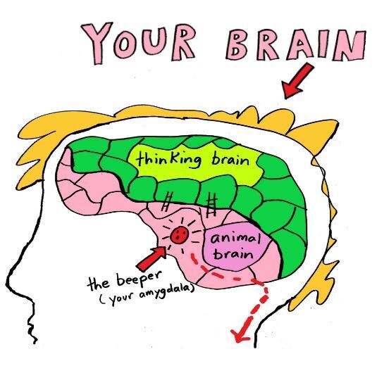 Your Brain