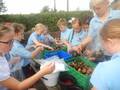 <br>Year 5 weighing and baging the potatoes they harvested. Wow we dug up 55lb of potatoes!