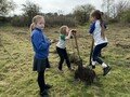 Tree planting 1.jpg