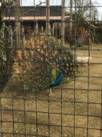 IMG_0436.JPG