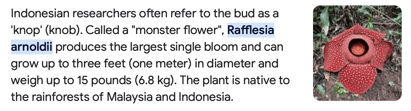 rafflesia of Indonesia