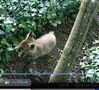 LittleFox.JPG