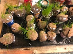 Grass seed trolls!