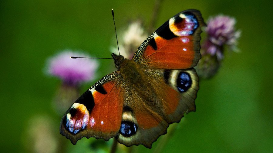 Year 4 - Butterfly Class