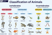 Science - Classification.png