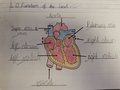 Year 6 - The Circulatory System