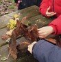 Forest School Mouse house.jpg