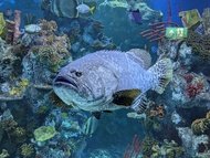 giant grouper.jpg