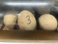 eggs 2.jpg