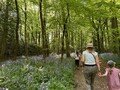 bluebell walk 3.jpg