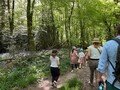 bluebells.jpg