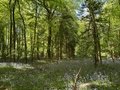 bluebells2.jpg
