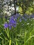 bluebells3.jpg