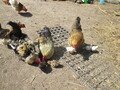 IMG_2839.JPG