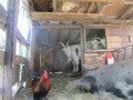 IMG_2860.JPG