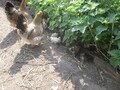 IMG_2893.JPG