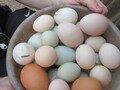 IMG_2906.JPG