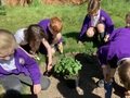 ECO Team planting SG (3).jpeg