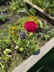 planter 4.jpg