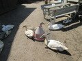 IMG_3050.JPG