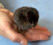 chick.jpg