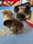 chicks 9.jpg