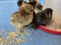chicks 10.jpg