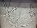 fossil.jpg