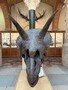 stegosaur.jpg