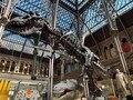 t-rex2.jpg