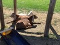 IMG_2503.jpeg