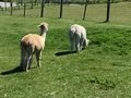 IMG_2471.jpeg