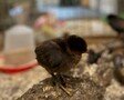 chick.jpg