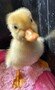 duck 2.jpg
