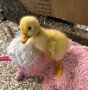 duck 3.jpg